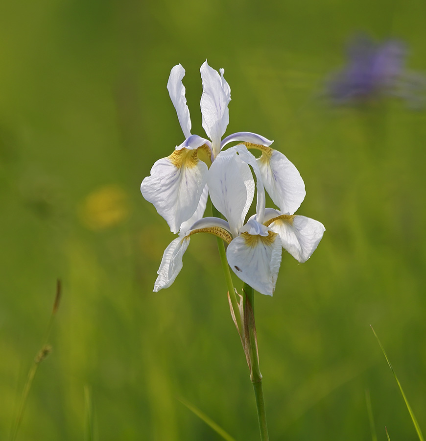 Изображение особи Iris sanguinea.