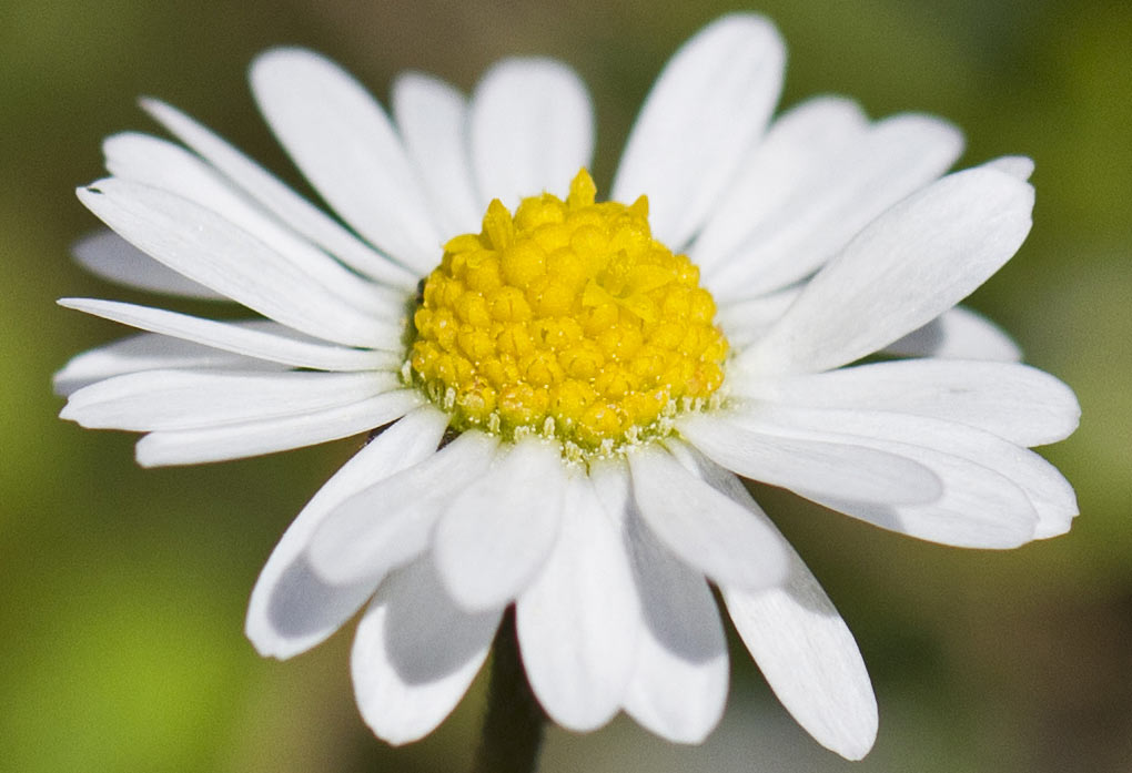 Изображение особи Bellis annua.