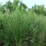 Agropyron pectinatum
