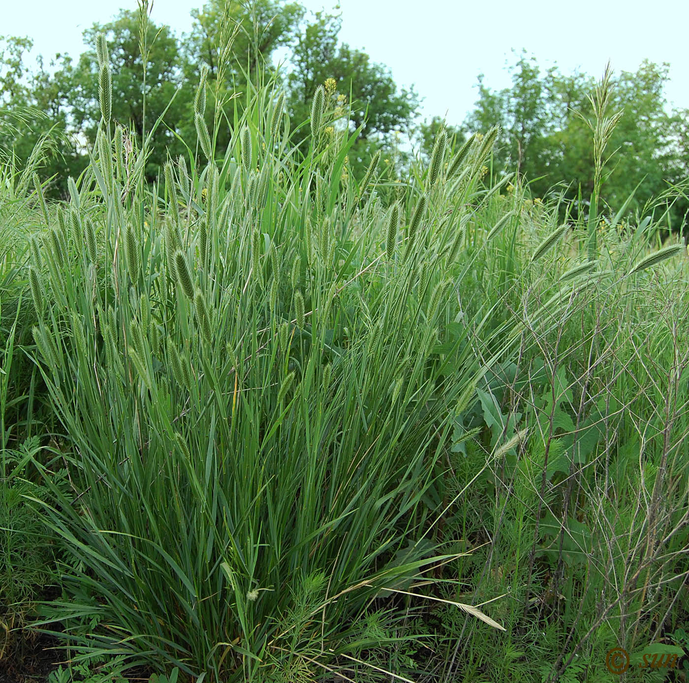 Изображение особи Agropyron pectinatum.