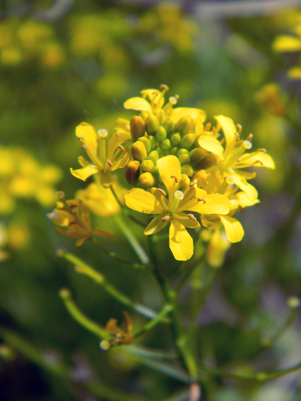 Изображение особи Rorippa sylvestris.