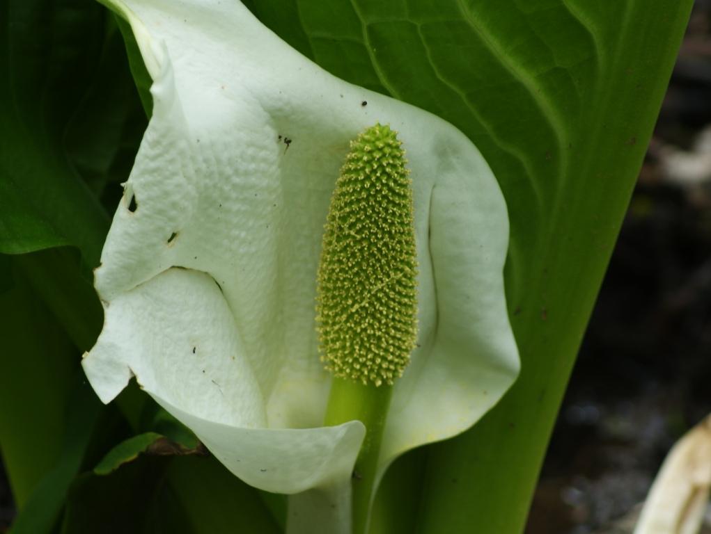 Image of Lysichiton camtschatcensis specimen.