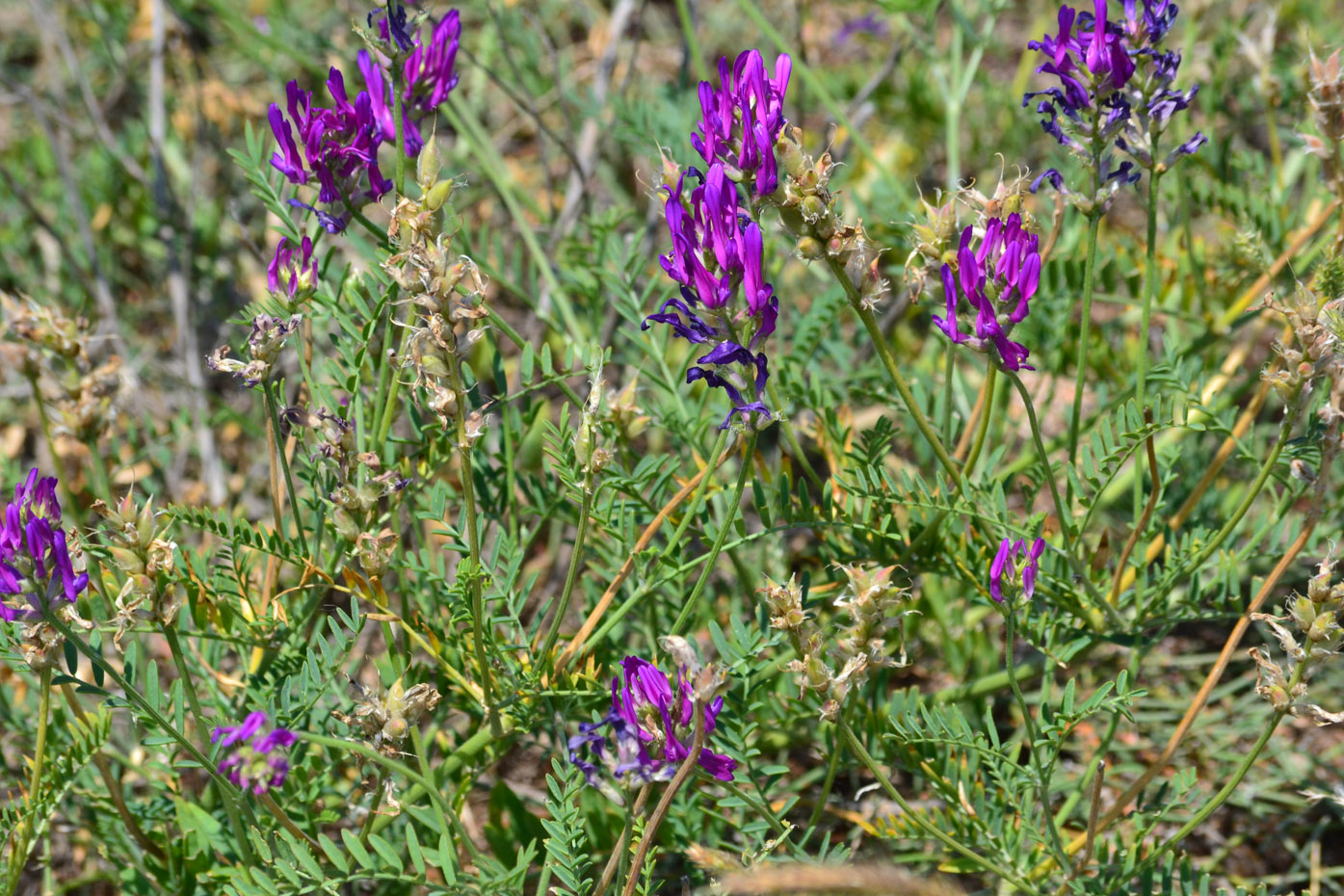 Изображение особи Astragalus onobrychis.