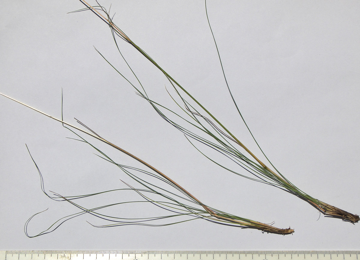 Изображение особи Festuca valesiaca.