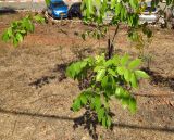 Cassia fistula