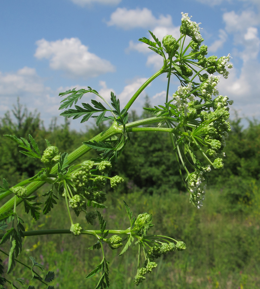 Изображение особи Conium maculatum.