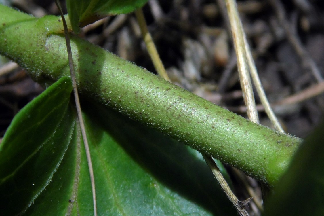 Image of Vincetoxicum rehmannii specimen.