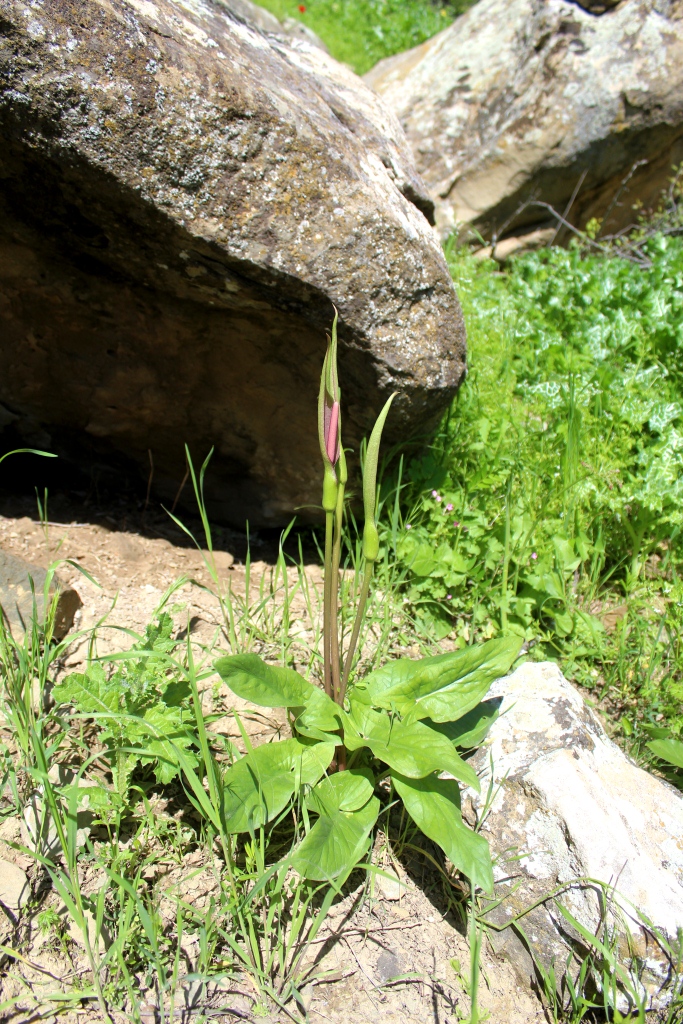 Image of Arum korolkowii specimen.
