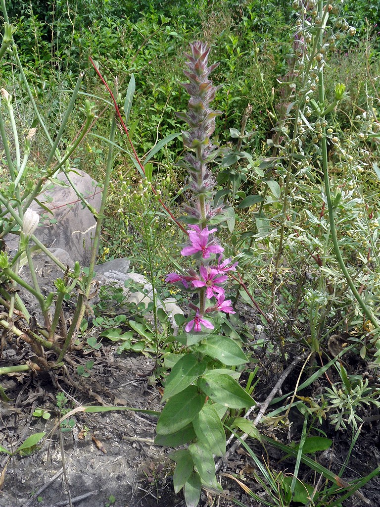 Image of Lythrum tomentosum specimen.