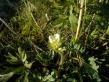 Anemonastrum crinitum