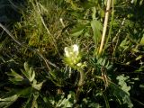 Anemonastrum crinitum. Верхушка расцветающего растения. Республика Хакасия, Ширинский р-н, примерно в 23 км на запад от с. Беренжак. 4 августа 2016 г.