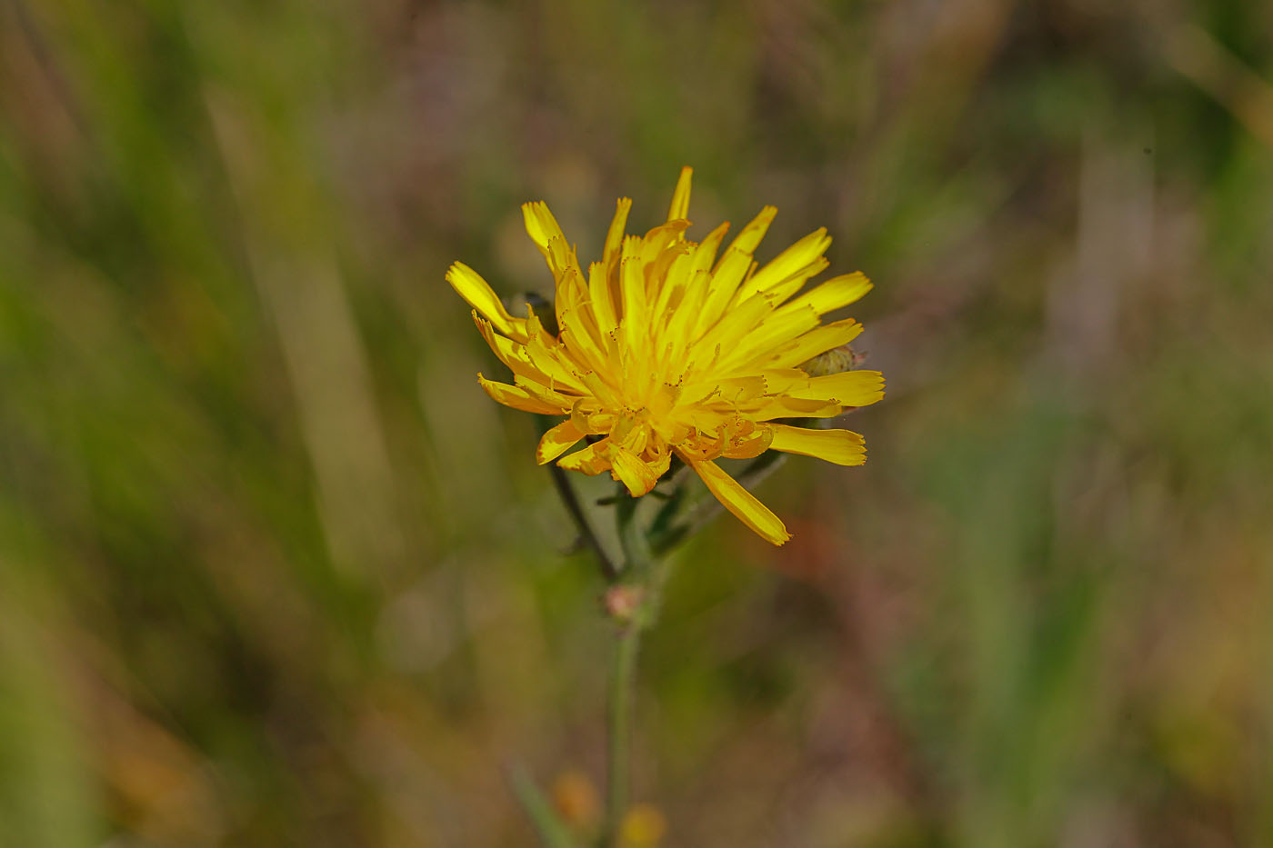 Image of Picris hieracioides specimen.