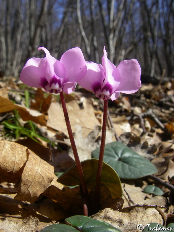 Изображение особи Cyclamen coum.