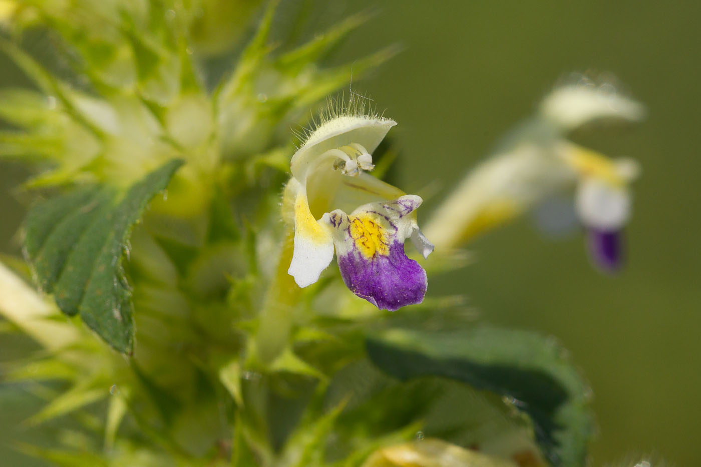 Image of Galeopsis speciosa specimen.