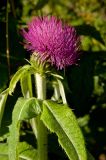 Cirsium helenioides. Верхушка цветущего растения. Северный Урал, Пермский край, правый берег р. Язьва на 5 км выше дер. Верх-Язьва. 21 августа 2016 г.