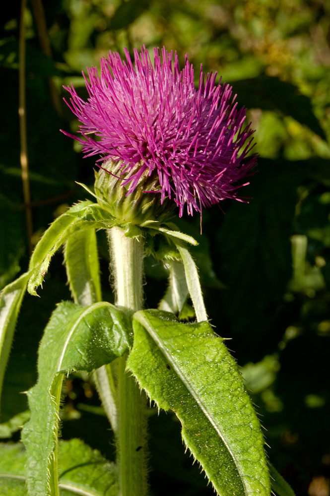 Изображение особи Cirsium helenioides.