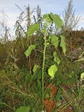 Abutilon theophrasti