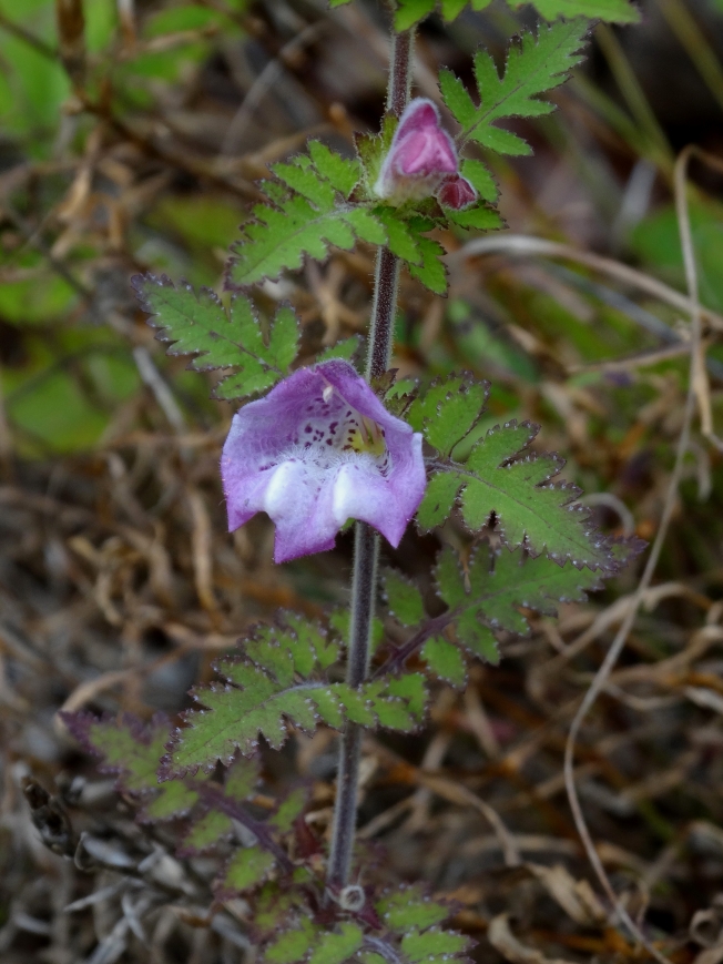 Image of Phtheirospermum chinense specimen.