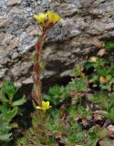 Saxifraga macrocalyx. Цветущее растение. Казахстан, Алматинская обл., Заилийский Алатау, ущ. Горельник, осыпь под пер. Титова, 3400 м н.у.м. 29.08.2016.