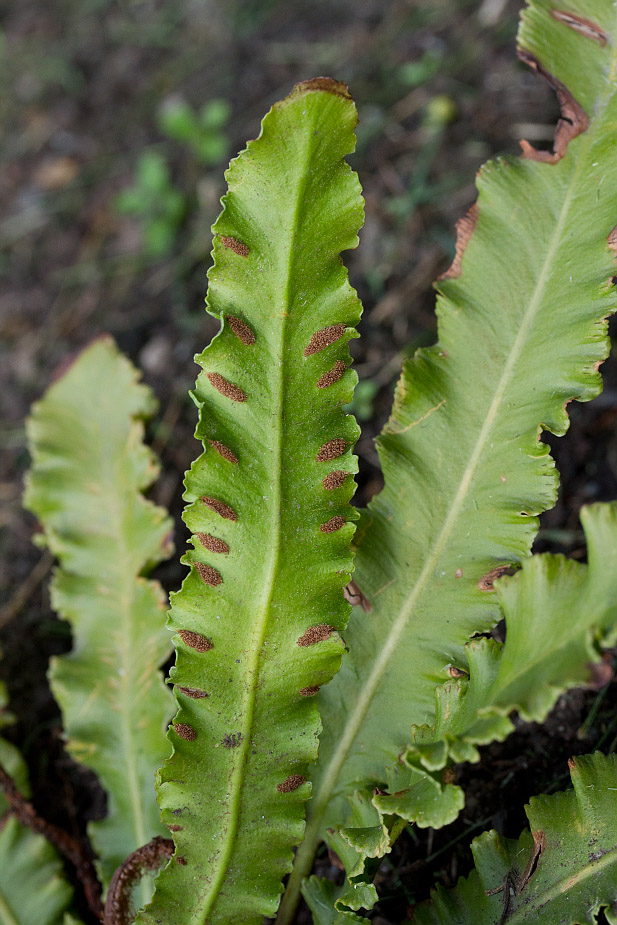 Изображение особи Phyllitis scolopendrium.