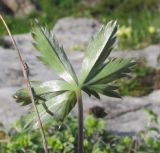 Alchemilla sericea. Лист. Адыгея, Кавказский биосферный заповедник, хр. Каменное Море, выс. ≈ 2050 м н.у.м., в расщелине скалы. 13.06.2016.