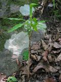 Arisaema peninsulae