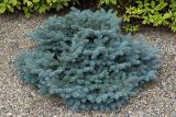 Picea pungens форма glauca. Молодое растение (культивар). Владивосток, Ботанический сад. 12.09.2016.