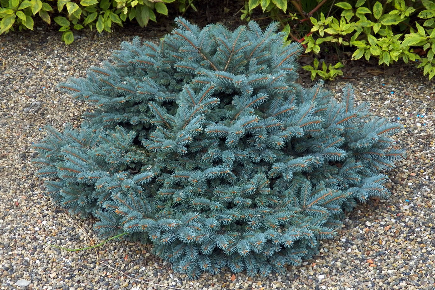 Image of Picea pungens f. glauca specimen.