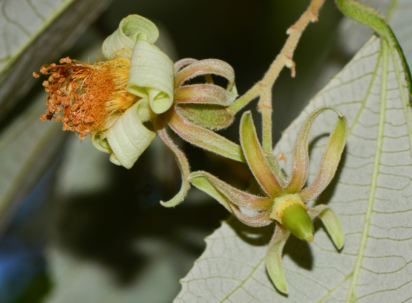 Image of Luehea divaricata specimen.