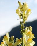 Linaria vulgaris