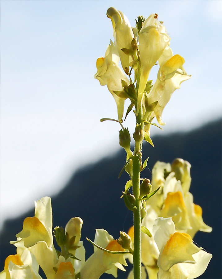 Изображение особи Linaria vulgaris.