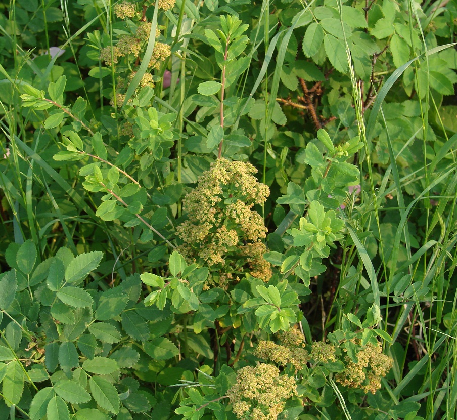 Image of Spiraea media specimen.