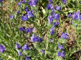 Echium plantagineum