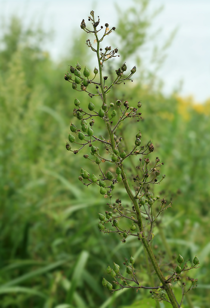 Image of Scrophularia grayana specimen.