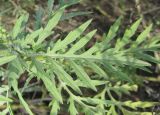 Ambrosia artemisiifolia