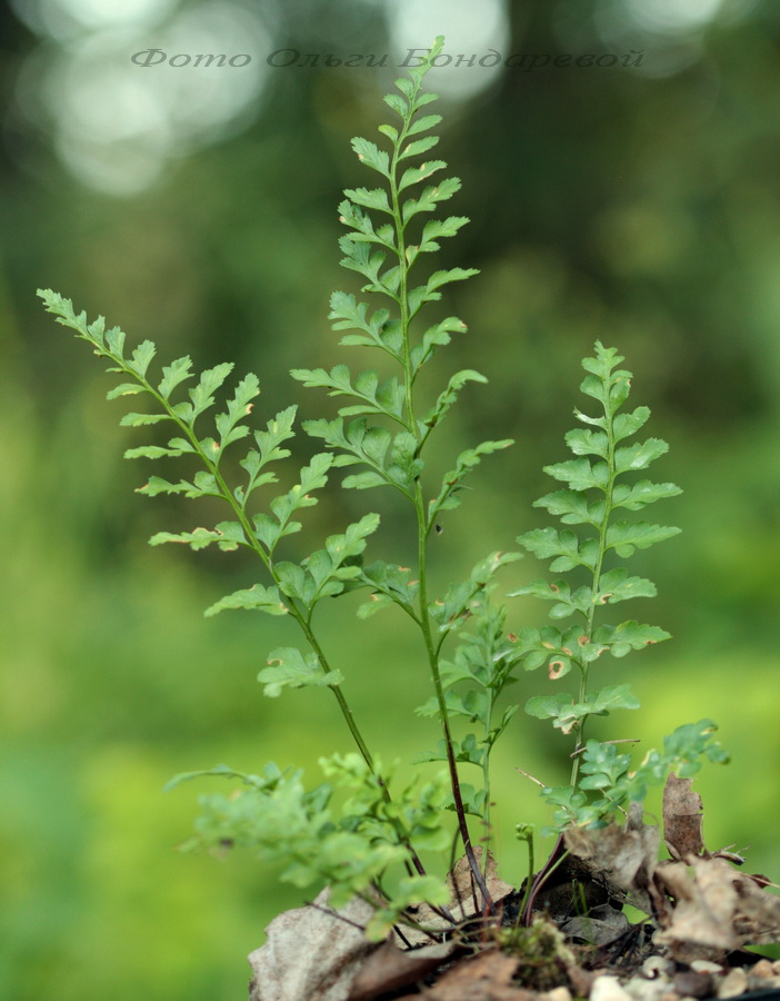 Image of Asplenium woronowii specimen.