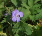 Geranium erianthum. Верхушка растения с цветком и плодами. Камчатский край, Елизовский р-н, горный массив Вачкажец, горная тундра. 18.08.2016.