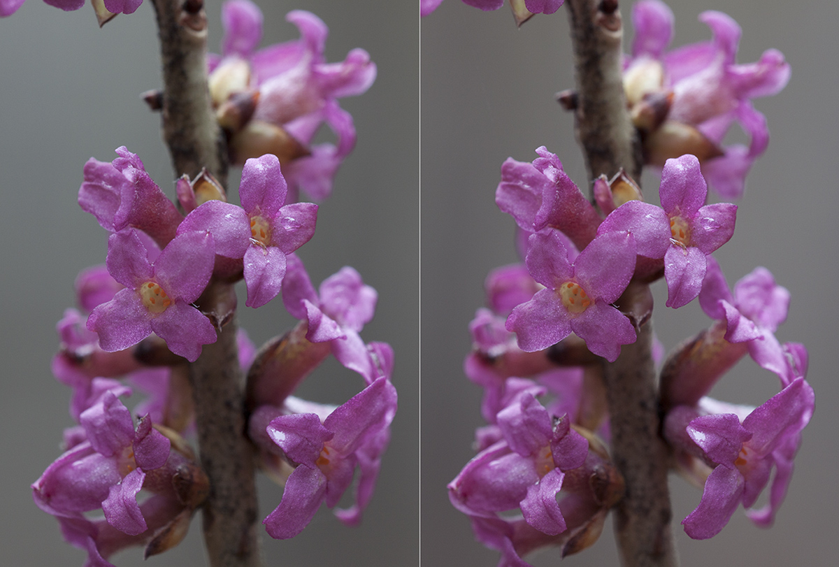 Image of Daphne mezereum specimen.