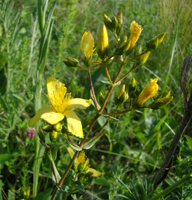 Image of Hypericum elegans specimen.