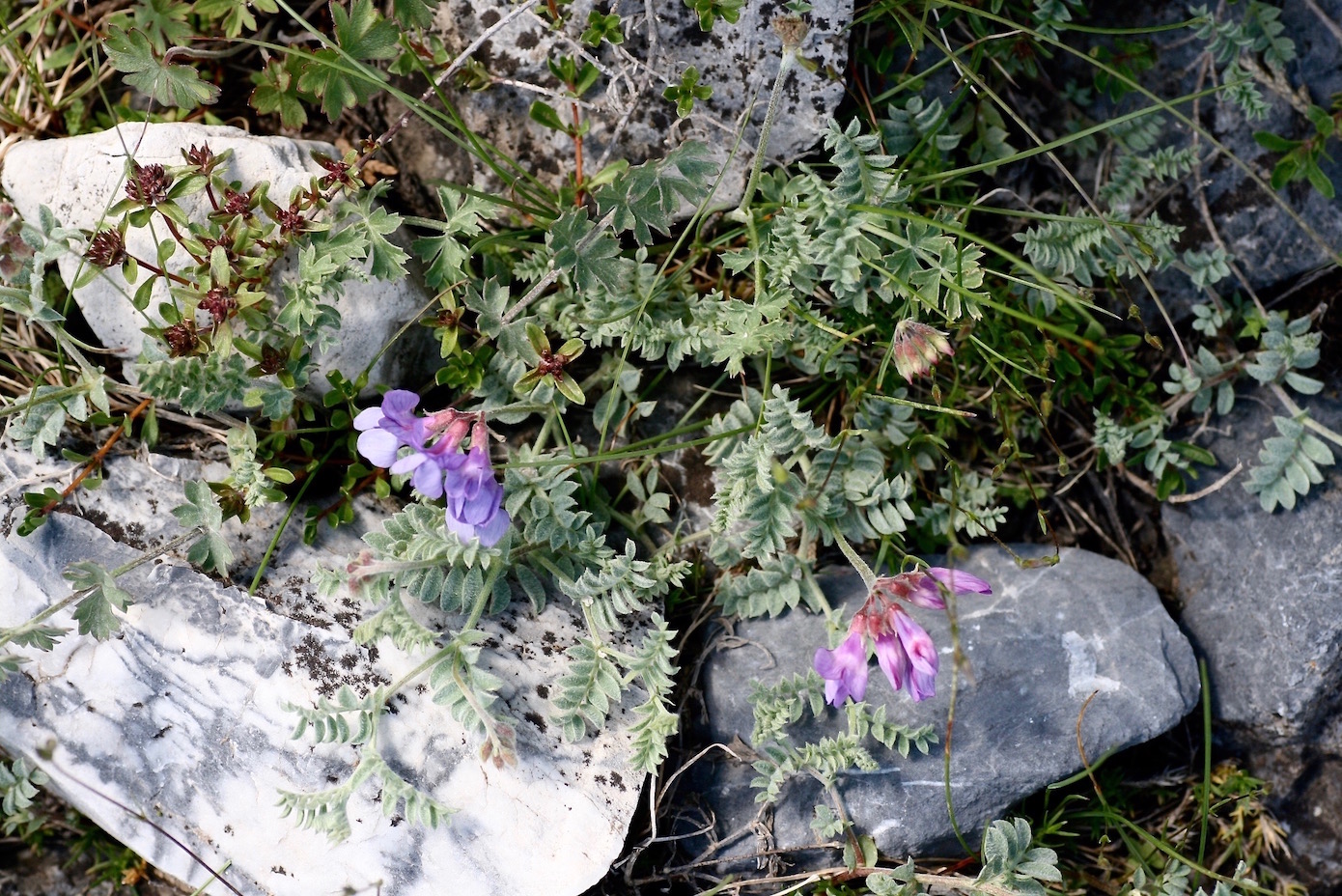 Изображение особи Vicia semenovii.