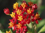 Asclepias curassavica. Соцветие. Австралия, Квинсленд, национальный парк Карнарвон, берег ручья. 16.09.2009.