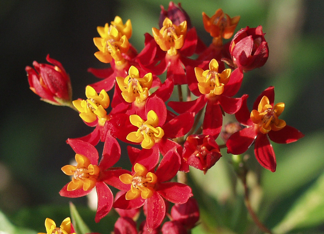 Image of Asclepias curassavica specimen.