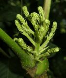 Aralia elata. Соцветие в начале развития. Приморский край, Уссурийский городской округ, окр. с. Горно-Таёжное, Дендрарий ГТС им. Комарова. 06.07.2016.