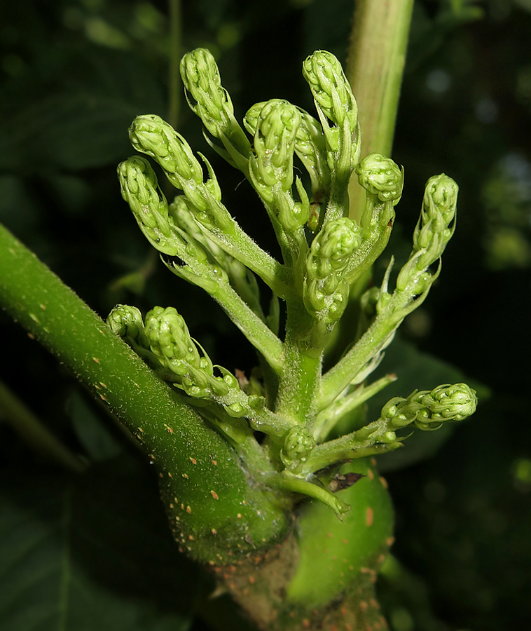 Image of Aralia elata specimen.