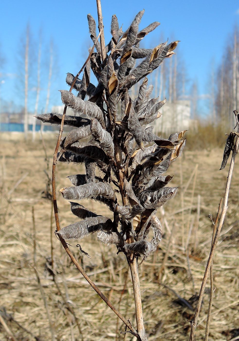 Изображение особи Lupinus polyphyllus.