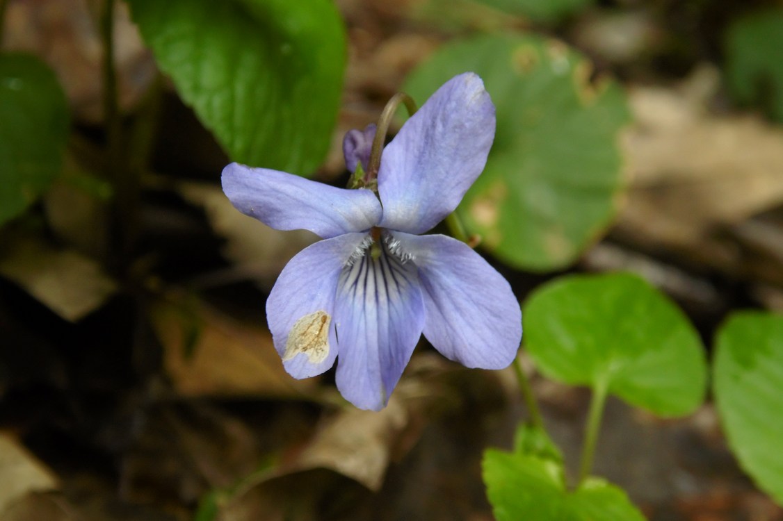 Image of Viola reichenbachiana specimen.