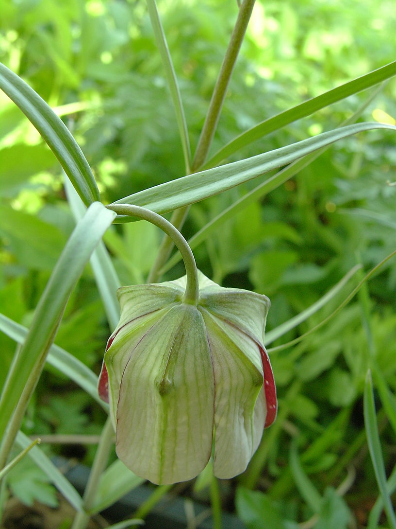 Image of Fritillaria walujewii specimen.