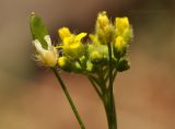 Draba nemorosa