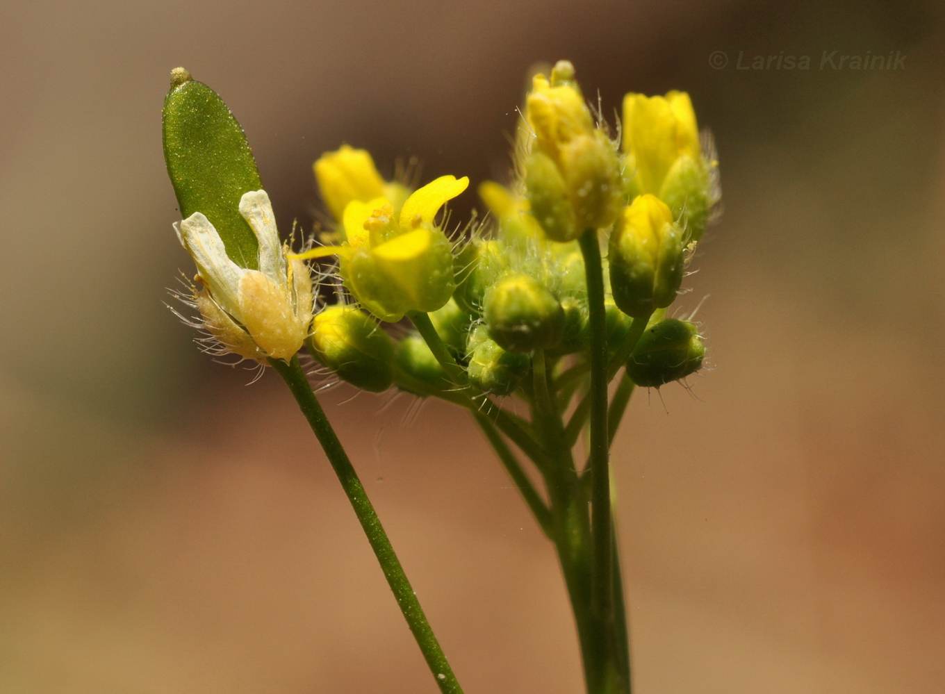 Image of Draba nemorosa specimen.