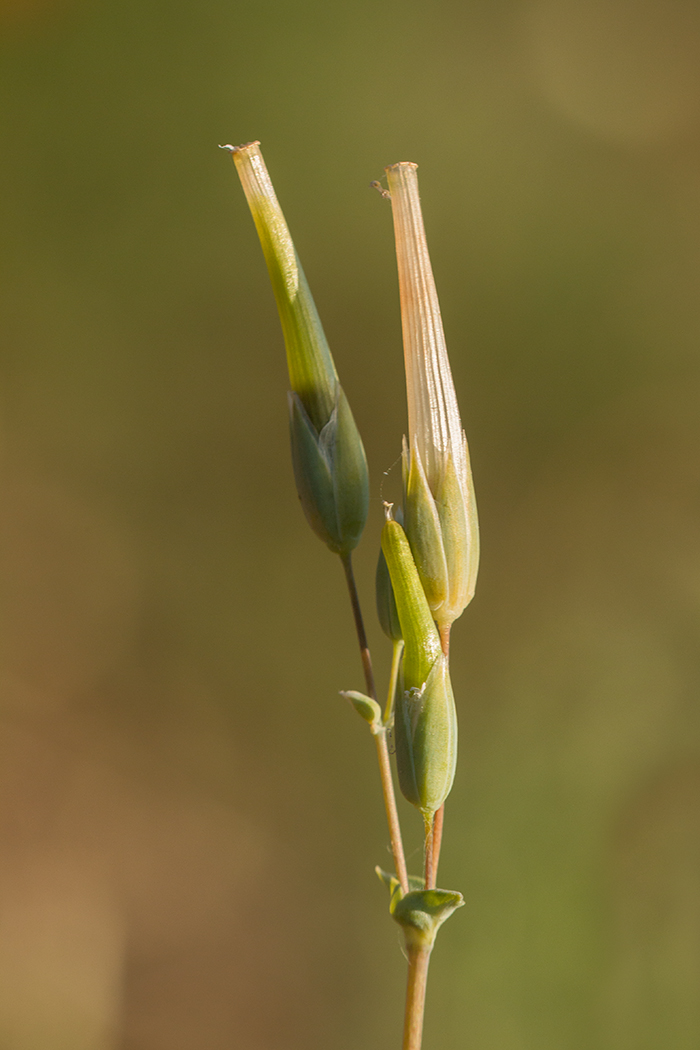 Image of Cerastium perfoliatum specimen.